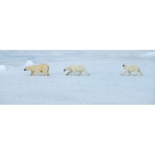 Hopkins, Cindy Miller 아티스트의 Russia-High Arctic-Franz Josef Land Polar bear female with two cubs on sea ice작품입니다.